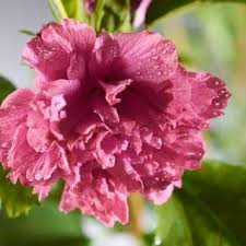 Garteneibisch Duc De Brabant Hibiscus Syriacus Duc De Brabant Gunstig Online Kaufen Hibiskus Hibiskus Strauch Pflanzen Bestellen