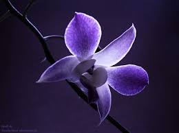 Una Orquidea Orchid Flower Purple Orchids Beautiful Flowers Wallpapers