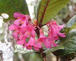 Image result for Monadenium rugosum