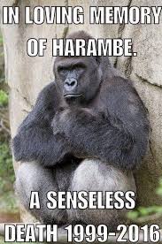 A little over a year ago, the cincinnati zoo shot and killed harambe the gorilla with a single rifle shot after a child accidentally fell into its enclosure. Fury Over Harambe Cincinnati Zoo Gorilla Shot Dead In Senseless Act Huffpost Uk