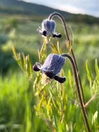 Image result for Clematis hirsuta