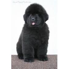 My husband and i also have two children, our daughter kayla and our son michael. Johnson Farms Newfoundland Dog Breeder In Lyndonville New York