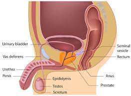 Male Reproductive System Healthdirect