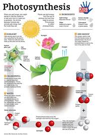 They color an image of a leaf with. Photosynthesis Worksheet Kids Shefalitayal