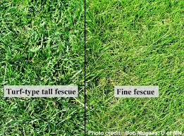 Image result for fescue
