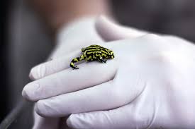 10 Endangered Species Saved From Extinction By Zoos By Taronga Conservation Society Australia For The Wild Medium