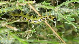 Image result for caterpillar box tree moth inside buxus plant