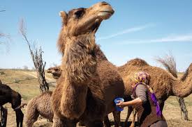 Every family where each member is responsible for its comfort, success in work, health and good spirits must be a strong unit. Regenerating Life The Power Of Reproducing People In Desert Turkmenistan In Central Asian Affairs Volume 6 Issue 4 2019