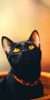 Big Black Cat Yellow Eyes Cute Feline Yellow Eyes Cat Black 1080x2160 Wallpaper Kitten Wallpaper Beautiful Cats Cat Photography