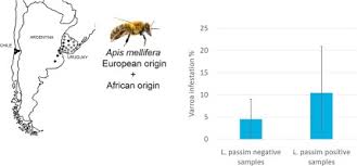 Este día, viajaremos a colonia del sacramento en uruguay donde apreciaremos la belleza intacta de esta ciudad colonial. Detection Of Lotmaria Passim In Africanized And European Honey Bees From Uruguay Argentina And Chile Sciencedirect