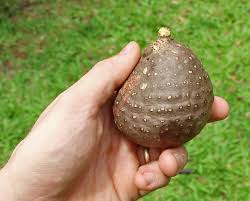 Image result for Dioscorea bulbifera