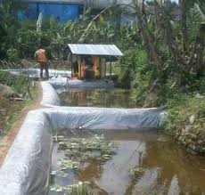Cara Membuat Kolam Budidaya Ikan Nila Paling Praktis Part 2