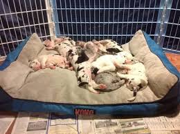 Comes with full akc registration and microchip. Akc Great Dane Puppies For Sale In Akron Ohio Classified Americanlisted Com