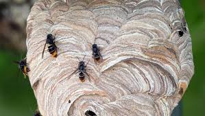 Maybe you would like to learn more about one of these? La Fleche Nid De Frelons Asiatiques Sur La Voie Publique Qui Intervient