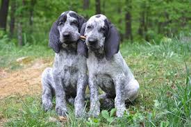 11 Dog Breeds Bred For Surprisingly Complex Reasons Dog
