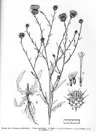 Yellow Star Thistel Pictures To Draw Thistle Tattoo Drawings