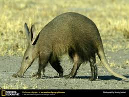 We have all mostly seen wild animals as zoo inhabitants or in television documentaries, but never in their natural habitat. Beautiful African Animals Safaris Animal List Of Africa Beautiful Chainimage