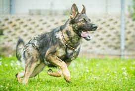 Thank you so much for such an amazing future. The Many Colors Of The German Shepherd Dog German Shepherd Country Big German Shepherd Dog German Shepherd German Shepherd