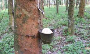Borang permohonan jawatan kosong (kumpulan sokongan). Aets Jamin Pendapatan Pekebun Kecil Getah Tidak Terjejas