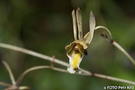 Image result for Eulophia hereroensis