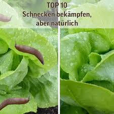 Pin Auf Garten