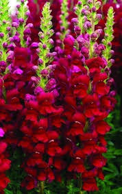 500 Snapdragon Opus Red Garden Flower Plant Plugs Diy Landscapes 10247 Flower Garden Plants Flower Garden Planting Flowers