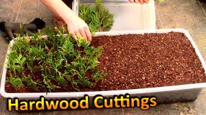 Image result for cuttings thujas