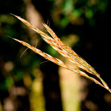 Image result for Andropogon lima