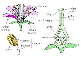 Hibiscus flower male and female parts / parts of a flowering plant quiz / petals of various colors surround the male and female reproductive parts. Structure Of A Hibiscus Flower Definition Examples Diagrams