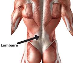 Les exercices qui renforcent le bas du dos concernent les muscles abdominaux et les muscles les principaux groupes musculaires du dos sont les lombaires (bas du dos), les dorsaux (milieu du ces muscles sont souvent liés au mal de dos car, trop raides, ils limitent la flexion de la hanche, obligeant. Etirement Lombaire Mon Top 13 Exercices 1 Programme