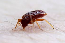 Do it yourself pest control store, located at 4445 east bay dr. Do It Yourself Guide To Bed Bug Control