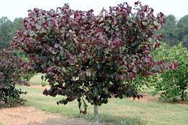 Received my order for the merlot redbud (it was a whip). Cercis Canadensis Merlot Eastern Redbud
