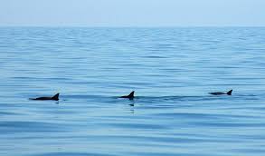 Hedgehogs are not currently extinct for one thing, the cannot currently be extinct. Mexican World Heritage Site Is In Danger As Vaquita Faces Extinction According To Iucn Iucn