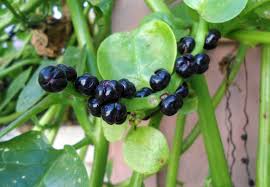 Image result for Basella alba