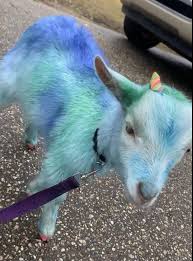 Woman hunter kills sika stag, its hot in the heat of late summer. Wkrg Tye Dyed Goat Lands Baldwin County Woman In Legal Trouble