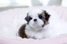 Pin By Stacy Bennett On Puppies Shih Tzu Puppy Puppies Teacup Shih Tzu
