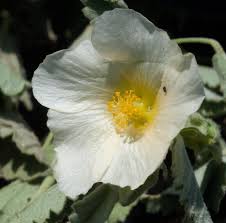 Image result for Sida javensis