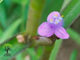 Image result for Cyanotis axillaris