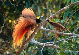 Check spelling or type a new query. Persebaran Flora Dan Fauna Di Indonesia Beserta Gambarnya