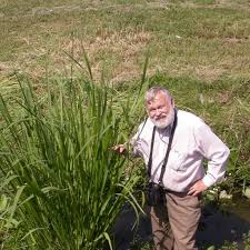 Image result for Rhytachne latifolia