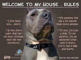 Facebook Pitbulls Pitbull Dog Dogs