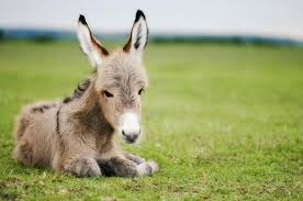 Baby Donkey Tiere Tierbilder Ausgestopftes Tier