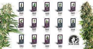 Sensi seeds is the world's largest cannabis seed producer with the world's largest cannabis seed bank, sensi seeds was founded by ben dronkers. Sensi Seeds Launches Classic Redux 14 New Strains Sensi Seeds