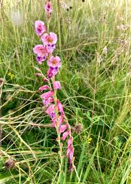 Image result for Gladiolus crassifolius