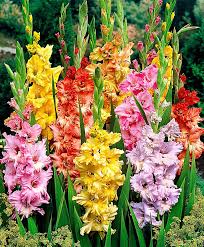 Papagei Gladiolen Gemischt Blumenzwiebeln Bakker Gladiolen Blumenzwiebeln Garten Pflanzen