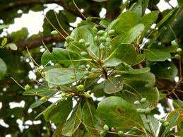 Image result for Terminalia boivinii