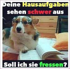 Suchen sie nach den kostenlosen bildern mit sprüchen? Nett Tierbilder Kostenlos Lustig Lustige Bildunterschriften Lustige Hunde Lustige Tiermemes