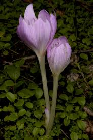 Image result for Camptorrhiza strumosa