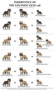 Cool Tri Color Breeding Chart Pitbull Breeding American Bully Bully Breeds Dogs