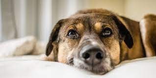 Hours may change under current circumstances Stay At Home Boredom Busters For Dogs Dog Enrichment Activities